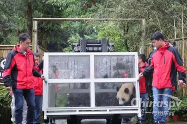 格尔发护航国宝大熊猫远赴俄罗斯