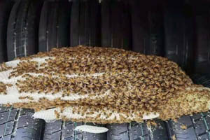 玲珑迎最豪“天团”，视察后就地安家