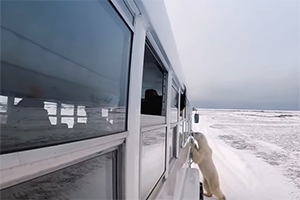 今日国外专用车推荐-加拿大探秘神秘北极熊的专用车