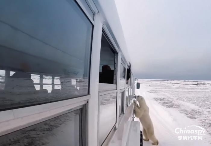 今日国外专用车推荐-加拿大探秘神秘北极熊的专用车